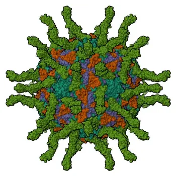 مضاد CD155 (PVR/NECL-5) أجسام مضادة متعددة النسائل من الأرنب لـ WB و ELISA - P15151