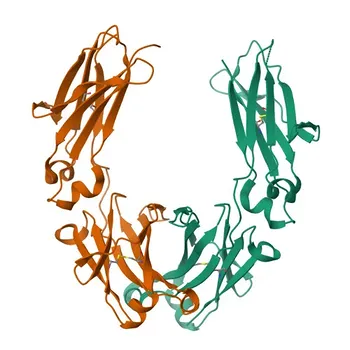 Anticorpo policlonale di coniglio Anti-IgG4 umana/Immunoglobulina pesante gamma 4 costante per WB e ELISA - P01861