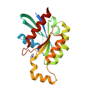 RHOU Coniglio pAb - Q7L0Q8