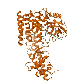 Anti-SETD3 Polyclonal Antibody for WB, IP, ELISA - Q86TU7