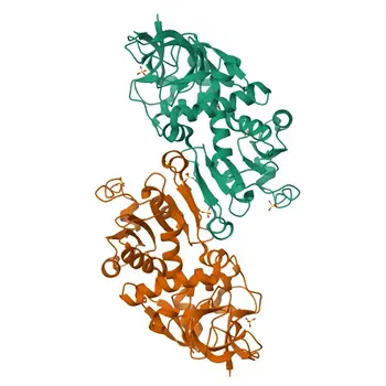 Anticorpo Policlonale Anti-MECR per IHC-P, ELISA - Q9BV79