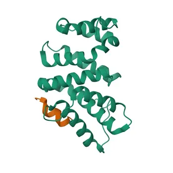 Anti-ZFP36 Rabbit Polyclonal Antibody for WB, ELISA - P26651