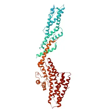 Anticorpo policlonale anti-TUBGCP6 per WB, IHC-P, ELISA - Q96RT7