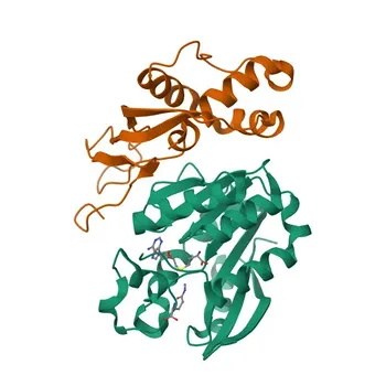 Anticorpo Policloonal de Coelho Anti-N6AMT1/HEMK2 para WB, IHC-P, ELISA - Q9Y5N5