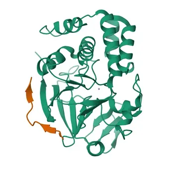 Anticorpo Policlonale Anti-PPP1CA per WB, IF/ICC, ELISA - P62136