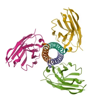 Anticorpo Policlonale di Coniglio Anti-PTRF per WB, IHC-P, IF/ICC, ELISA - Q6NZI2