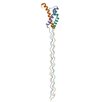 COL9A2 Rabbit Polyclonal Antibody for WB, ELISA - Q14055