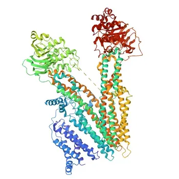 Anticorpo policlonale coniglio anti-MRP3 per IF-P, ELISA - O15438