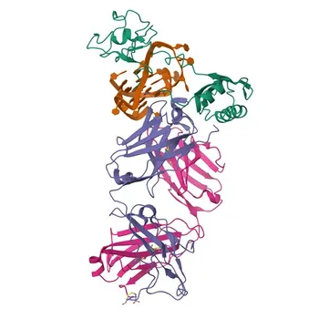 Anticorpo Monoclonal de Coelho Anti-Fosfo-Nucleolina-T76 para IHC-P, ELISA - P19338