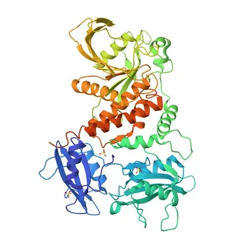 Anticorpo Policlonale Anti-Fosfo-SHP1-Y564 (PTPN6) per WB, ELISA - P29350