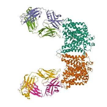 Anticorpo Policlonal Anti-SLC4A1 para WB, IF-P, ELISA - P02730