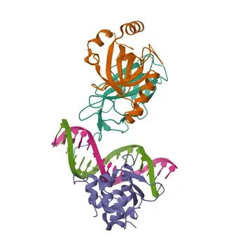 ETS1 Rabbit pAb - P14921