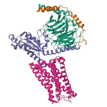 Anti-HTR1B Rabbit Polyclonal Antibody for WB, ELISA - P28222