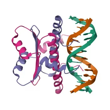 Anticorpo policlonale Anti-MEF2D per WB, IHC, ELISA - Q14814