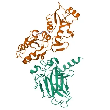 TP53BP1 Rabbit pAb - Q12888
