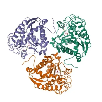 Anticorpo Policlonal de Coelho Anti-Arginase 1 (ARG1) para WB, IF-P, ELISA - P05089