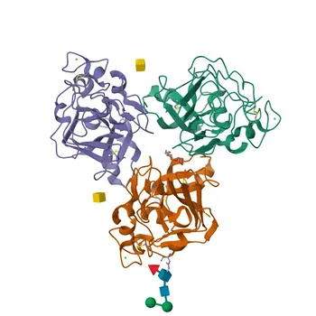 Anti-FCN2 Polyclonal Antibody for WB, ELISA - Q15485