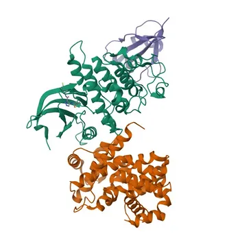 Phospho-CDK1-T14 mAb de coelho para WB, ELISA - P06493