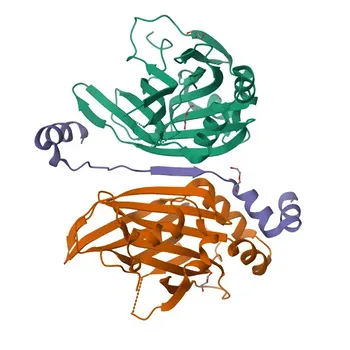 Anti-Vgll4 Rabbit Polyclonal Antibody for WB, IHC-P, ELISA - Q80V24