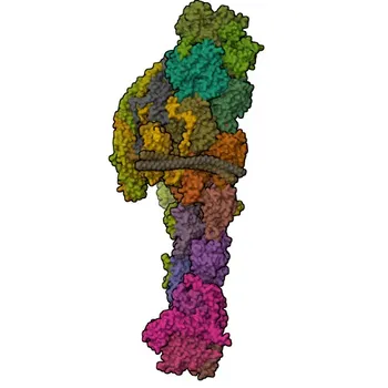 Anticorpo policlonale coniglio Anti-DCTN2 per WB, IF/ICC, ELISA - Q13561