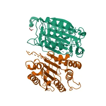 Anticorpo policlonale anti-Caspasi-9 per WB, IHC-P, IF/ICC, ELISA - P55211
