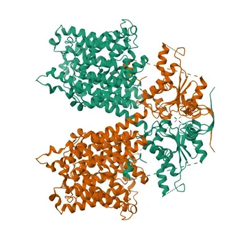 Anticorpo policlonale di coniglio anti-SLC26A9 per WB, ELISA - Q7LBE3