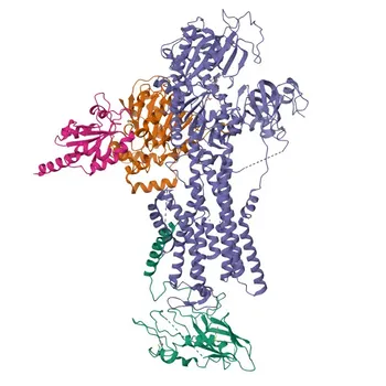 Anticorpo policlonale di coniglio anti-TMX2 per WB, IHC-P, IF/ICC, ELISA - Q9Y320