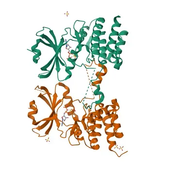 Phospho-PKR/EIF2AK2-T446 Kaninchen-mAk - P19525