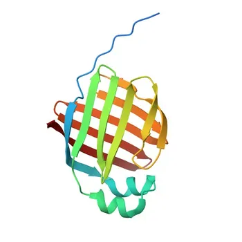 Anticorpo policlonale Anti-FABP1 per WB, IF/ICC, ELISA - P07148