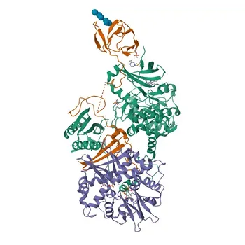 Anticorpo Monoclonal de Coelho Phospho-AMPKα1-S496 para WB, ELISA - Q13131