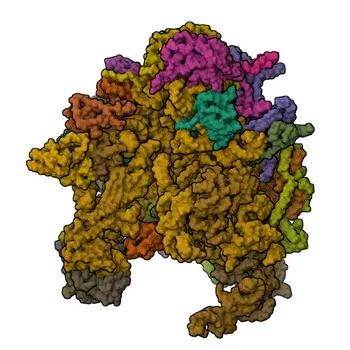 Anticorpo policlonale di coniglio anti-GTPBP10 per WB ed ELISA - A4D1E9