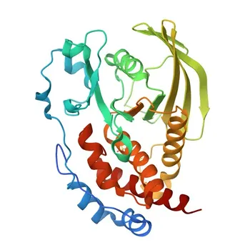 Anticorpo policlonale coniglio PTPN5 per WB, IF/ICC, ELISA - P54829