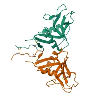 Anti-OLR1 Polyclonal Antibody for WB, ELISA - P78380