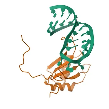 RBMY1A1 Coniglio pAb - P0DJD3