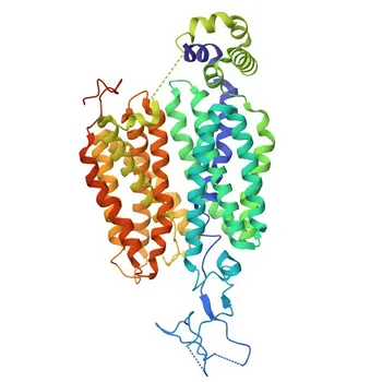 Anticorpo policlonale rabbit anti-SLC22A6 per WB e ELISA - Q4U2R8