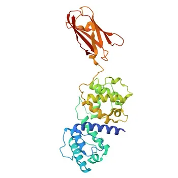 Anticorpo Policlonale Anti-Filamin-B (FLNB) per WB, IHC-P, IF/ICC, ELISA - O75369