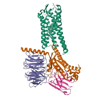 Anticorpo policlonale anti-GPR68 per WB, ELISA - Q15743