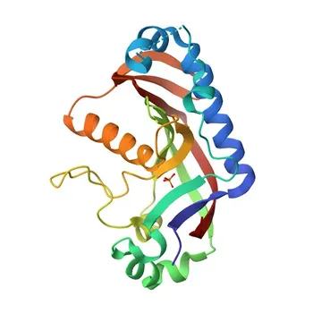 Anticorpo policlonale anti-CNPasi per WB, IHC-P, ELISA - P09543
