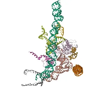 Anti-RPS23 Polyclonal Antibody for WB, ELISA - P62266