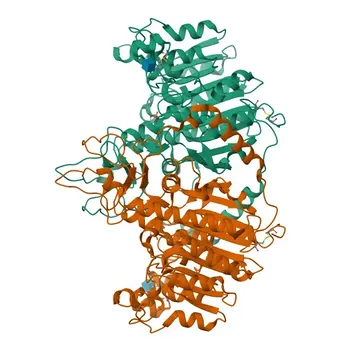 Anticorpo Policlonale Anti-Fosfatasi Alcalina Placentare (PLAP) per WB, IP, ELISA - P05187