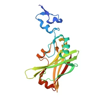 Anticorpo policlonale Anti-AXIN2 per WB, ELISA - Q9Y2T1