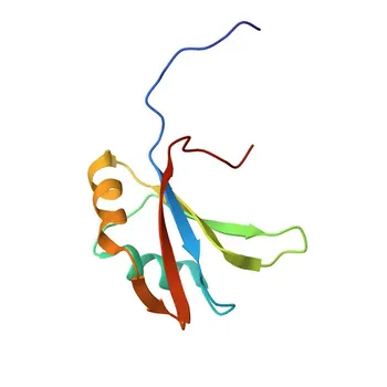 Anticorpo Policlonale di Coniglio Anti-RBM19 per WB, ELISA - Q9Y4C8